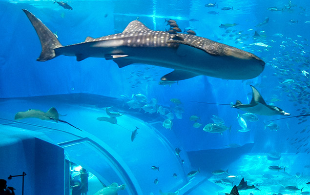 水族館&水產養(yǎng)殖